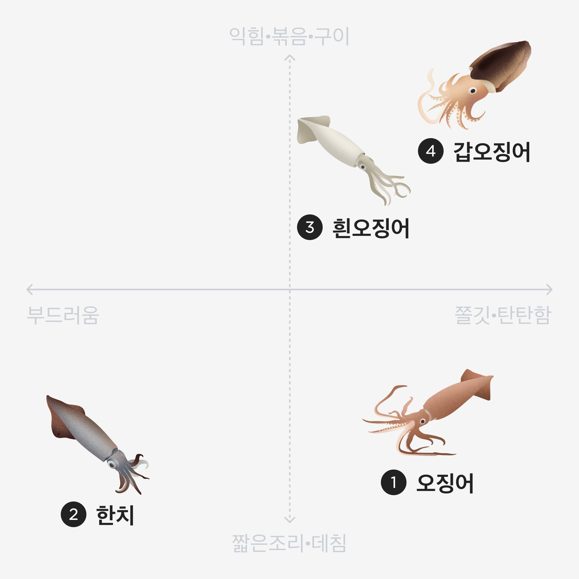 오징어 종류 한눈에 알아보기